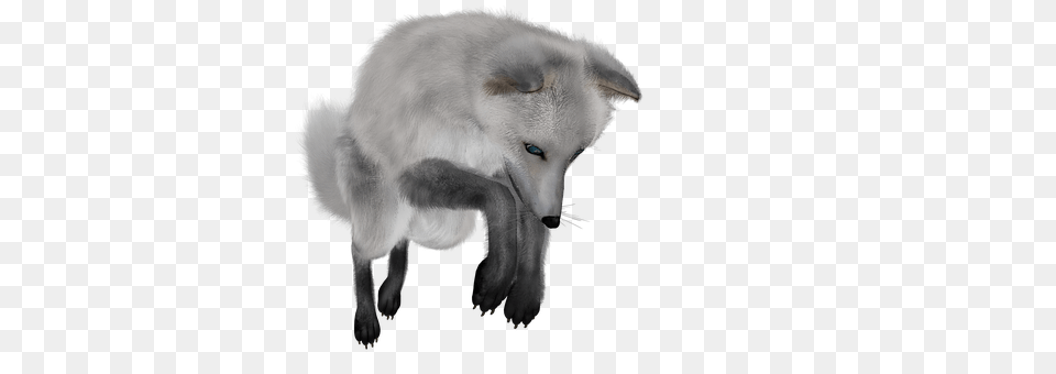 Fuchs Animal, Canine, Dog, Mammal Free Png Download