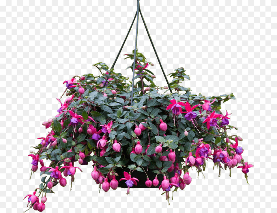 Fuchsia, Flower, Potted Plant, Plant, Geranium Png Image