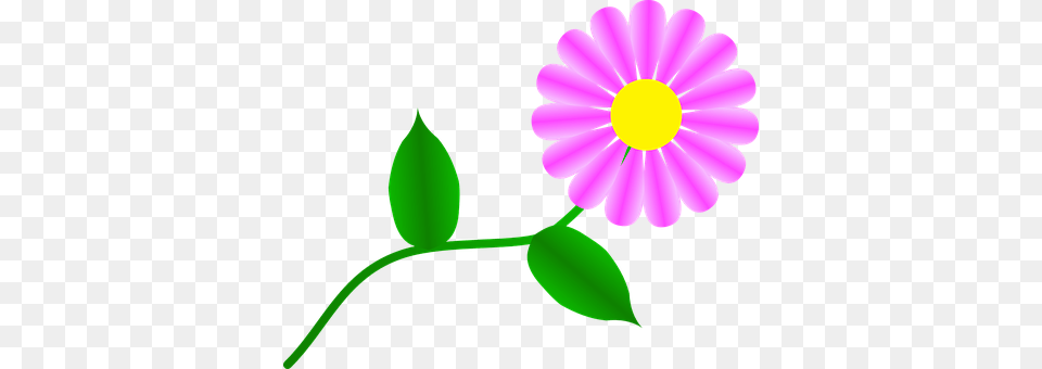 Fuchsia Anemone, Daisy, Flower, Petal Png