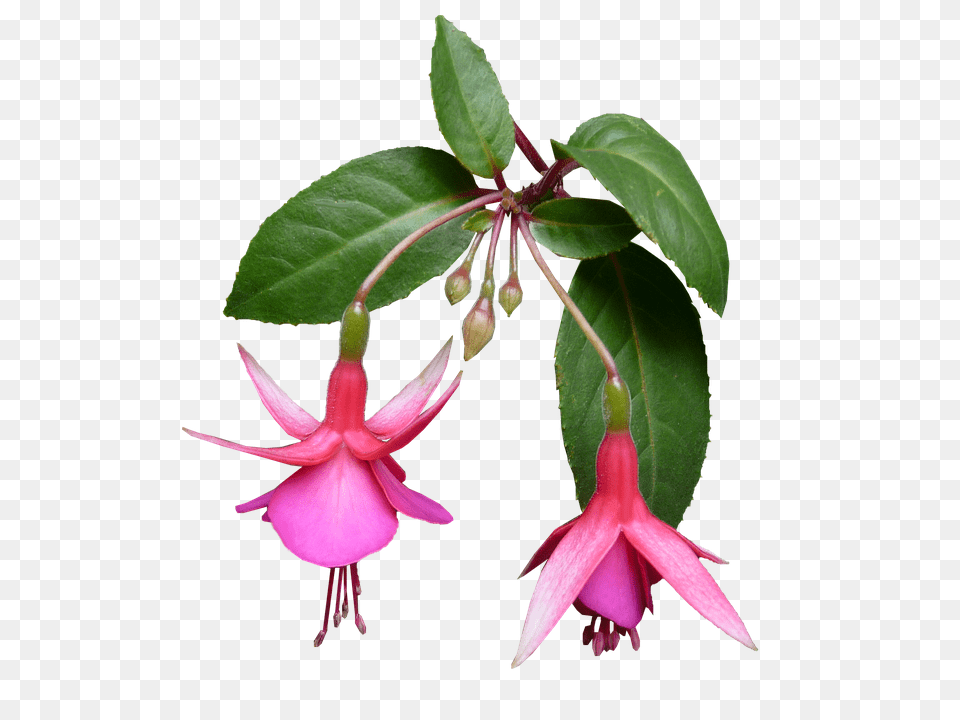 Fuchsia Acanthaceae, Flower, Geranium, Petal Png Image