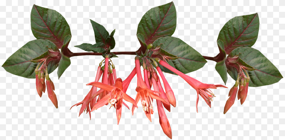 Fuchsia, Acanthaceae, Flower, Plant Png Image