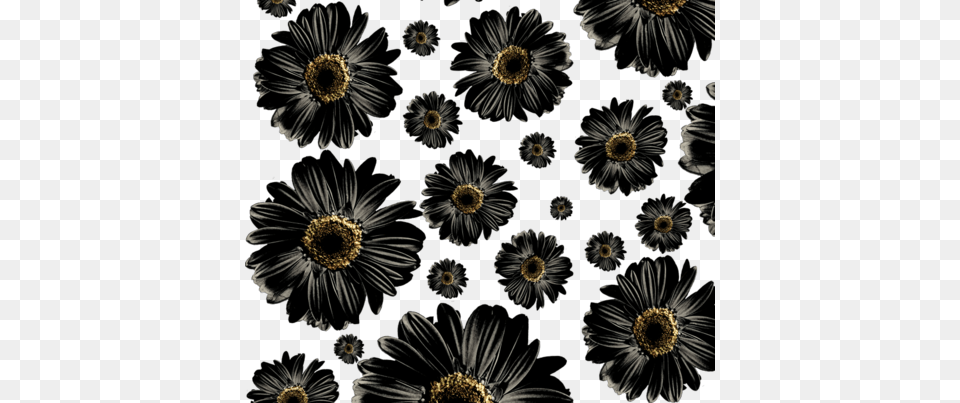 Fuchsia Daisies, Accessories, Daisy, Flower, Pattern Free Png