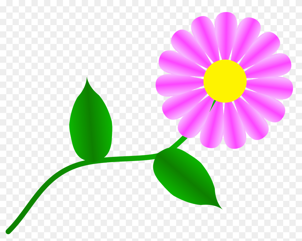 Fuchsia Daisy Clipart, Anemone, Flower, Petal, Plant Png Image