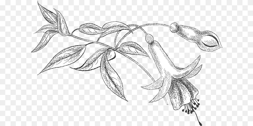 Fuchsia Pencil Sketchbook Drawings Flower Tattoo Line Art, Drawing, Leaf, Plant, Animal Png Image