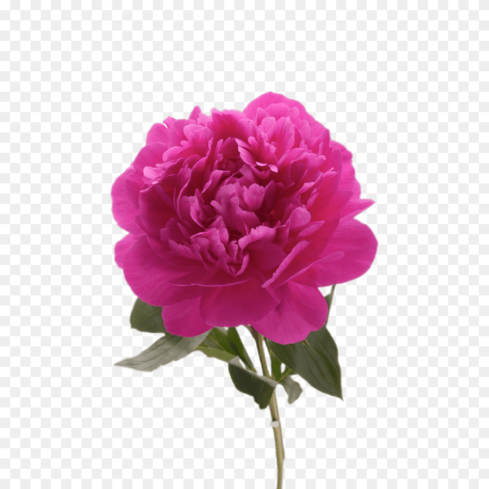 Fuchsia Peony, Flower, Plant, Carnation, Rose Free Transparent Png