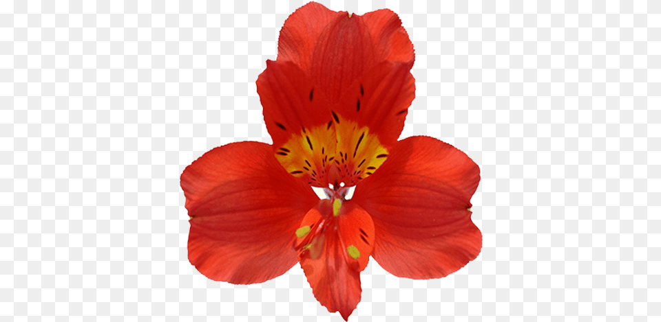 Fuego Prev Centimetre, Flower, Petal, Plant, Anther Free Transparent Png