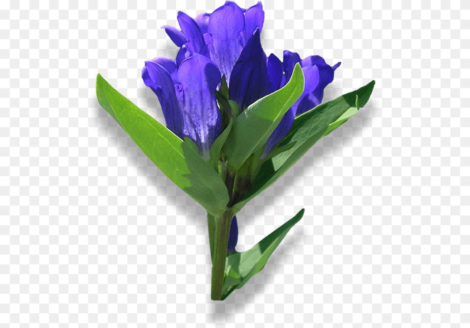 Fukushima Pride Closed Bottle Gentian, Flower, Plant, Geranium, Acanthaceae Png