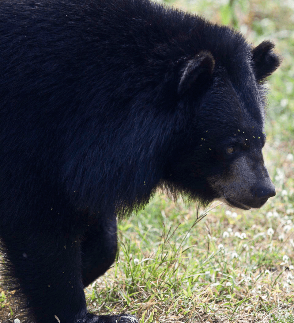 Full American Black Bear, Animal, Mammal, Wildlife, Black Bear Free Png Download
