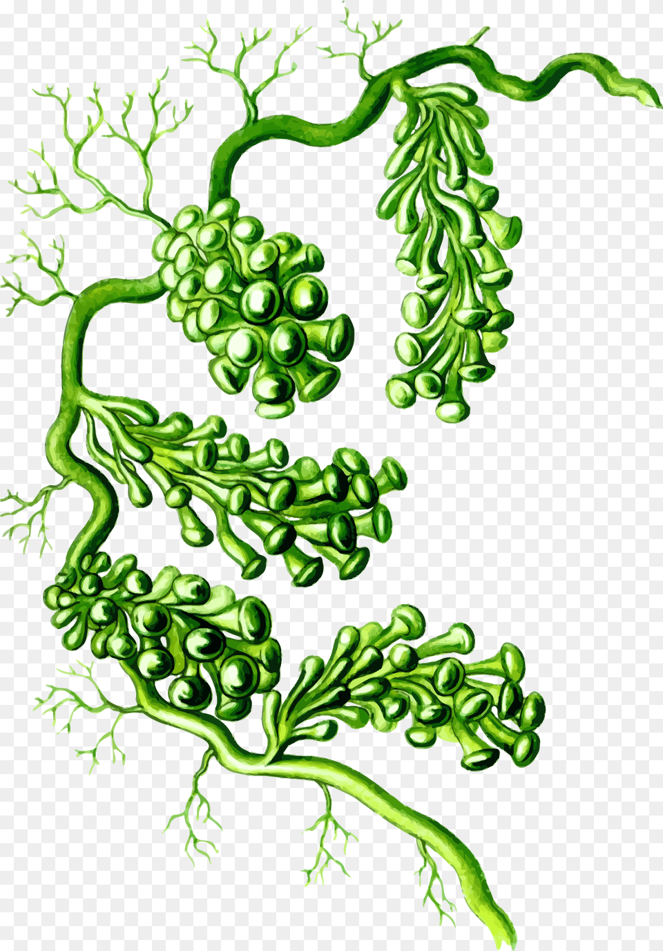 Full Backgrounds Grapes V29 Photo, Art, Graphics, Green, Pattern Png