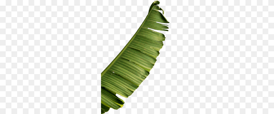 Full Banana Leaf, Food, Fruit, Plant, Produce Free Png