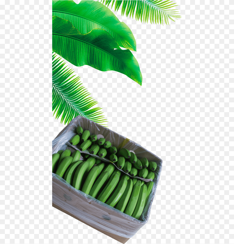 Full Banana Leaf, Food, Fruit, Plant, Produce Free Png Download