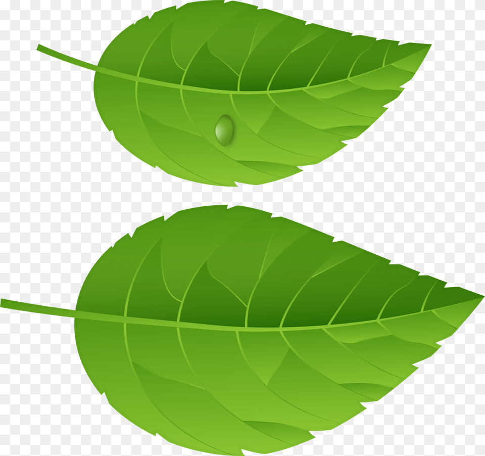 Full Banana Leaf, Plant, Herbs, Mint, Green Free Png