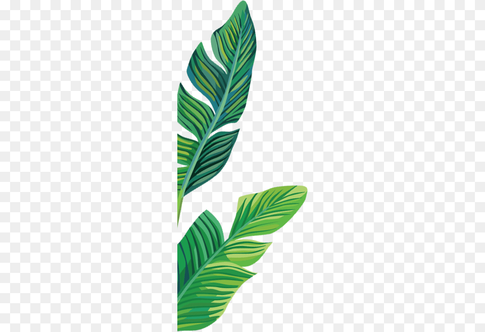 Full Banana Leaf Banana Leaves Clipart Transparent, Plant Free Png Download