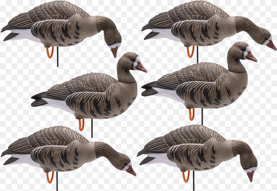 Full Body Hd Specklebelly Goose Decoysclass Goose, Animal, Bird, Waterfowl, Anseriformes Png Image