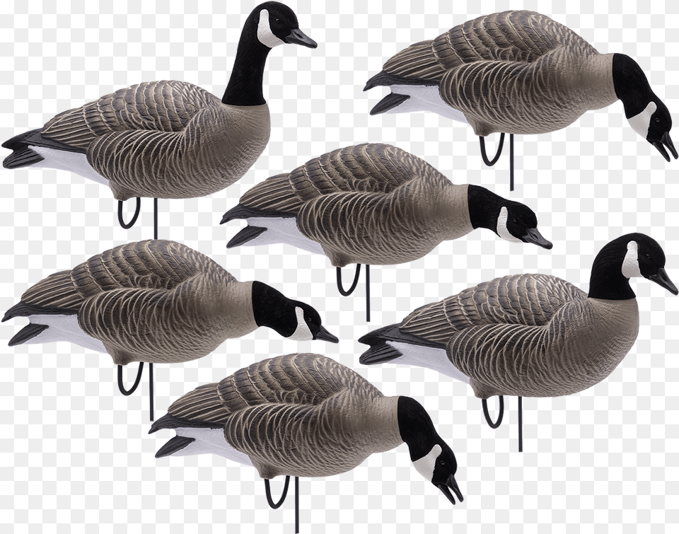 Full Body Lessers With Flocked Headsclass Final Approach Goose Decoys, Animal, Bird, Waterfowl Png Image