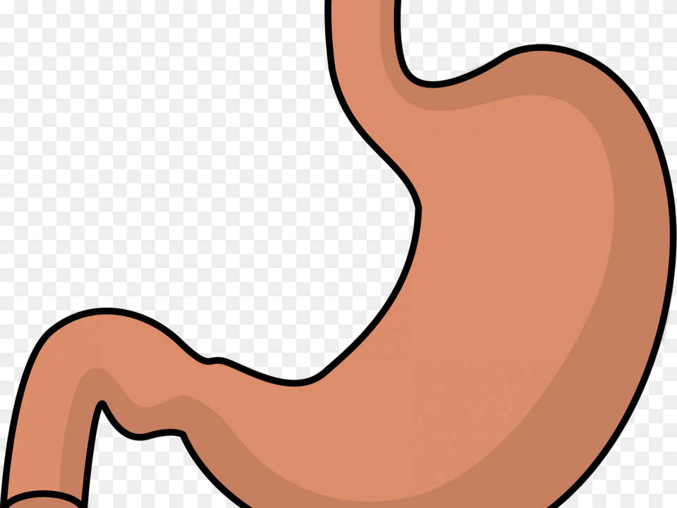 Full Clipart Stomach Full, Body Part Free Png Download