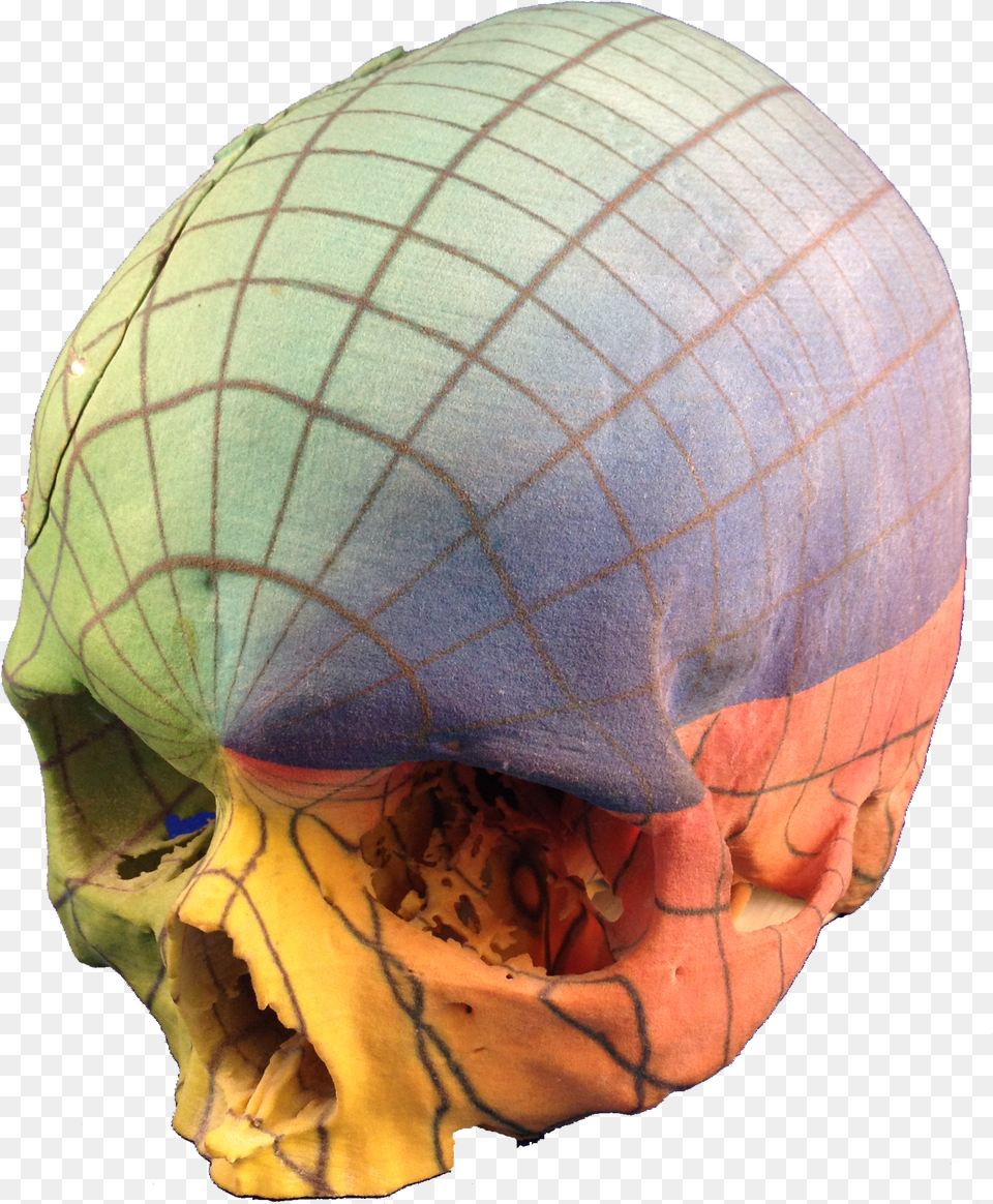 Full Color 3d Print Skull Skull Free Png Download