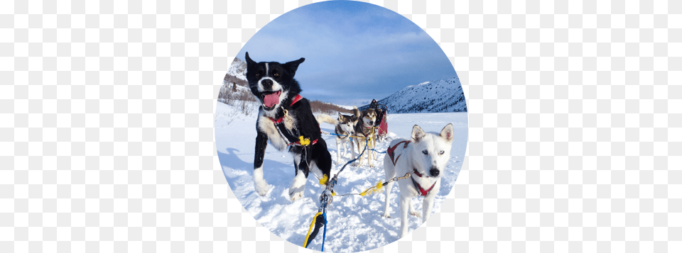 Full Day Dog Sled Tours Yukon Dog Sledding, Nature, Outdoors, Pet, Animal Free Png Download