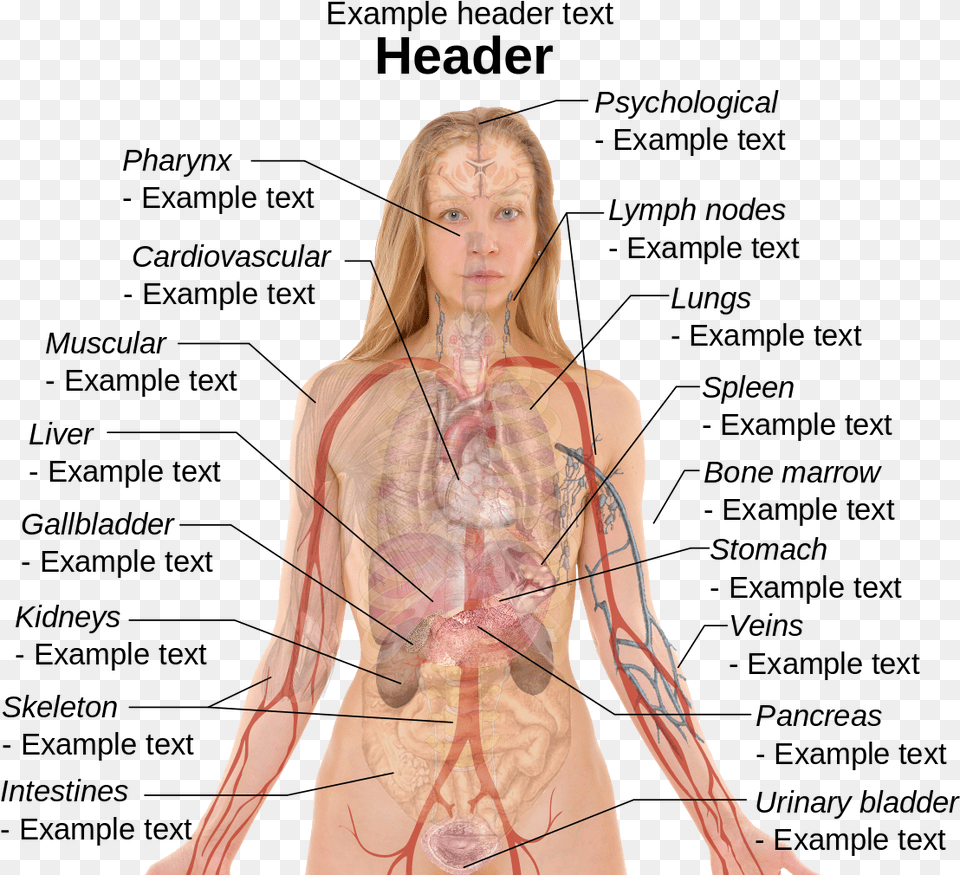 Full Diagram Of The Part Of The Body Blood Pressure Solution How To Lower Blood Pressure, Adult, Female, Person, Woman Png Image