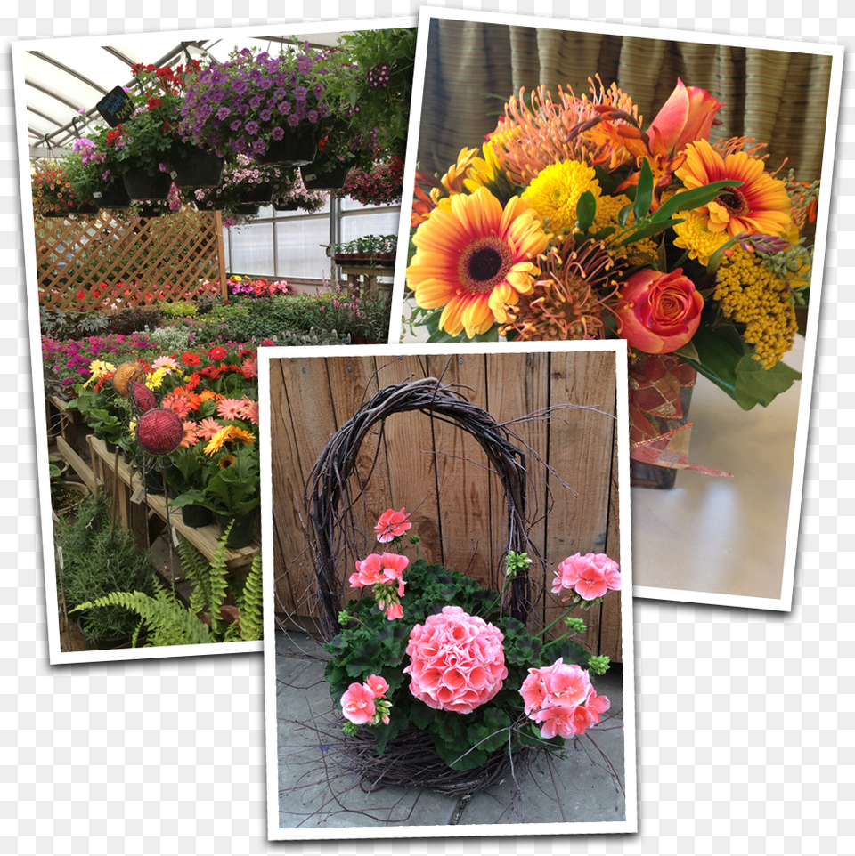 Full Flower, Flower Bouquet, Plant, Geranium, Flower Arrangement Free Transparent Png