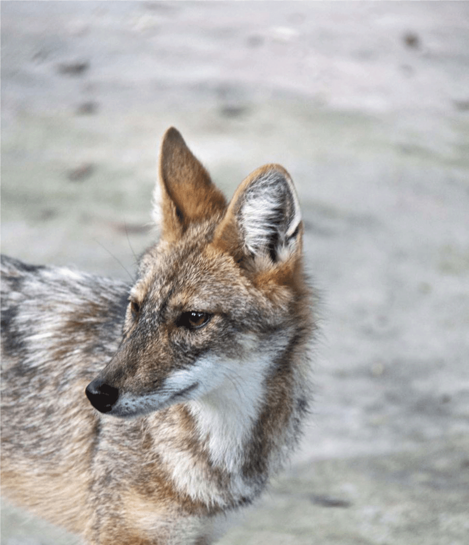 Full Grey Fox, Animal, Coyote, Mammal, Red Wolf Free Png