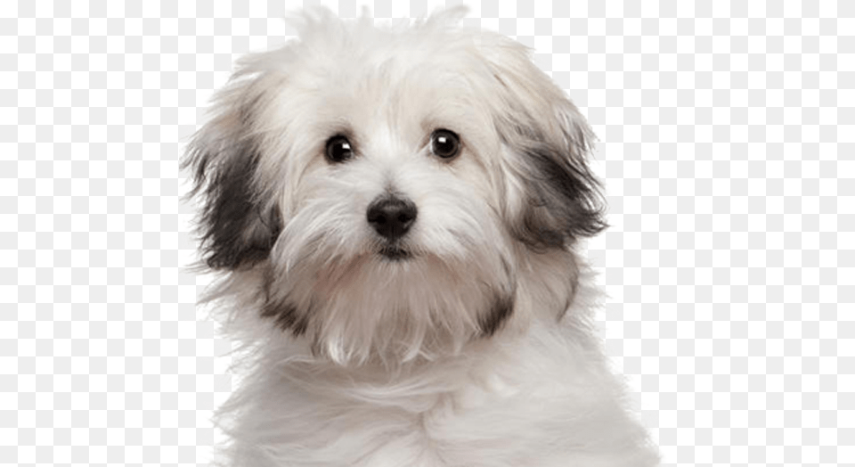 Full Grown Bolognese Dog, Animal, Canine, Mammal, Pet Free Png