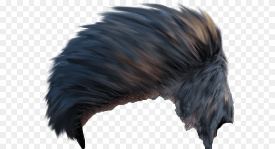 Full Hd Cb Hair Here New 2018 Hd Hair Best Hair, Animal, Bird Free Png