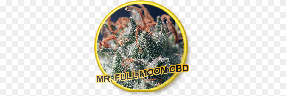Full Moon Cbd Label, Bud, Flower, Plant, Sprout Free Transparent Png