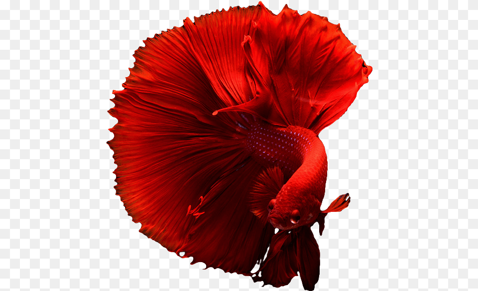 Full Moon Fighter Fish, Flower, Plant Png