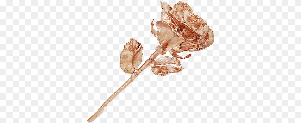 Full Rose Gold Plated Rose, Accessories, Jewelry, Gemstone, Animal Free Transparent Png