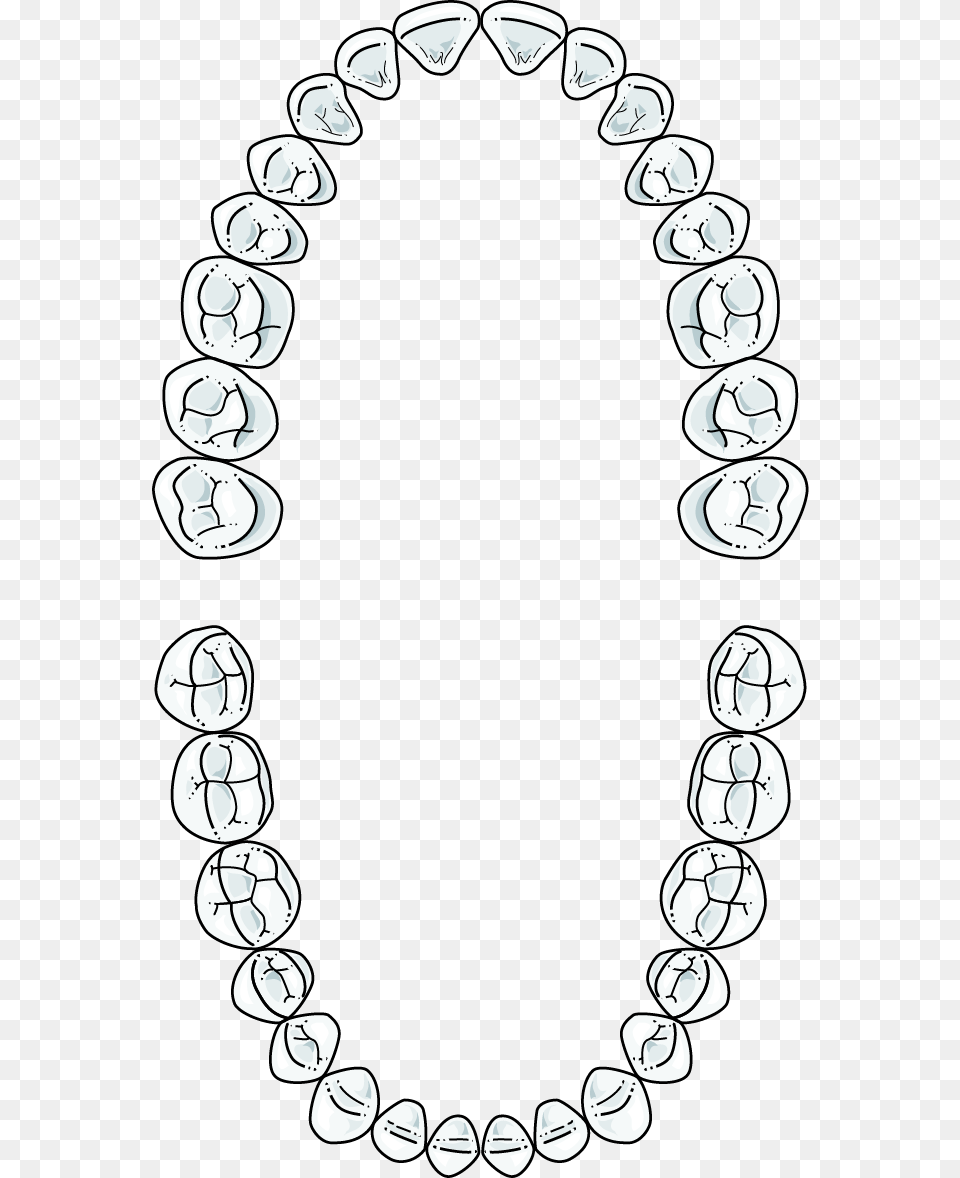 Full Set Adult Teeth, Accessories, Jewelry, Necklace, Oval Png Image