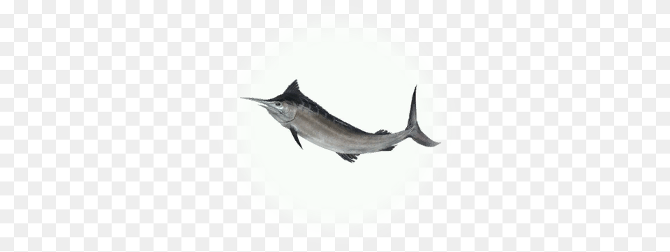 Full Size Bdo, Animal, Sea Life, Fish, Swordfish Png