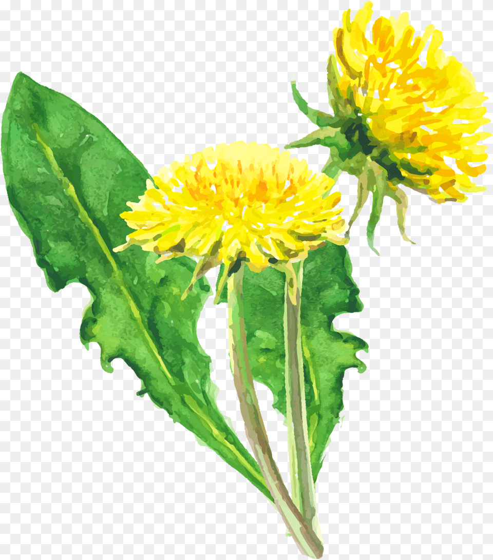 Full Size Dandelion, Flower, Plant, Leaf, Dahlia Png