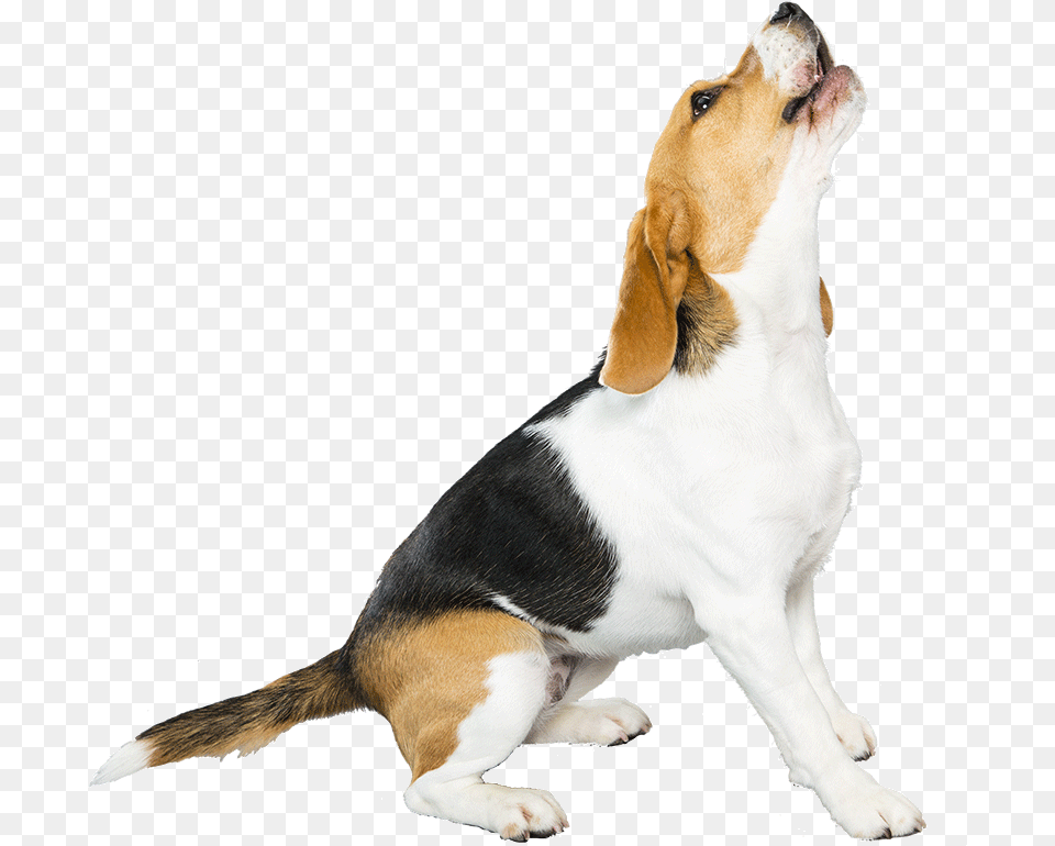 Full Size Image Beagle, Animal, Canine, Dog, Hound Png