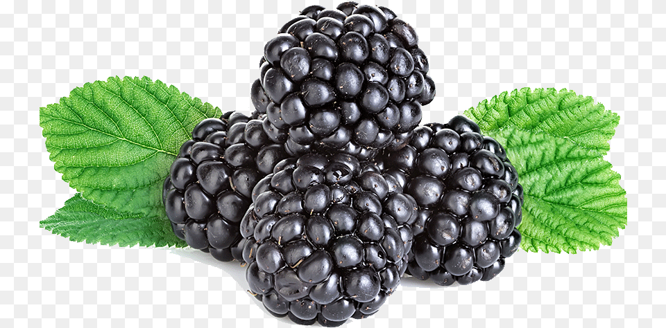Full Size Image Blackberry, Berry, Food, Fruit, Plant Png