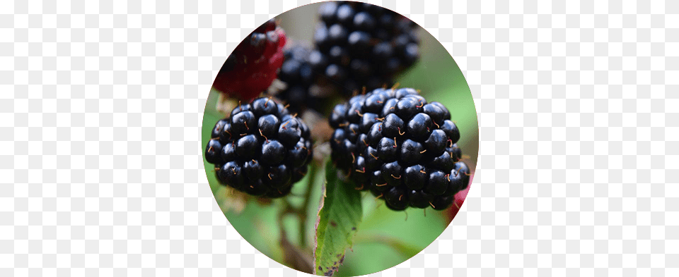 Full Size Image Blackberry, Berry, Food, Fruit, Plant Free Png Download