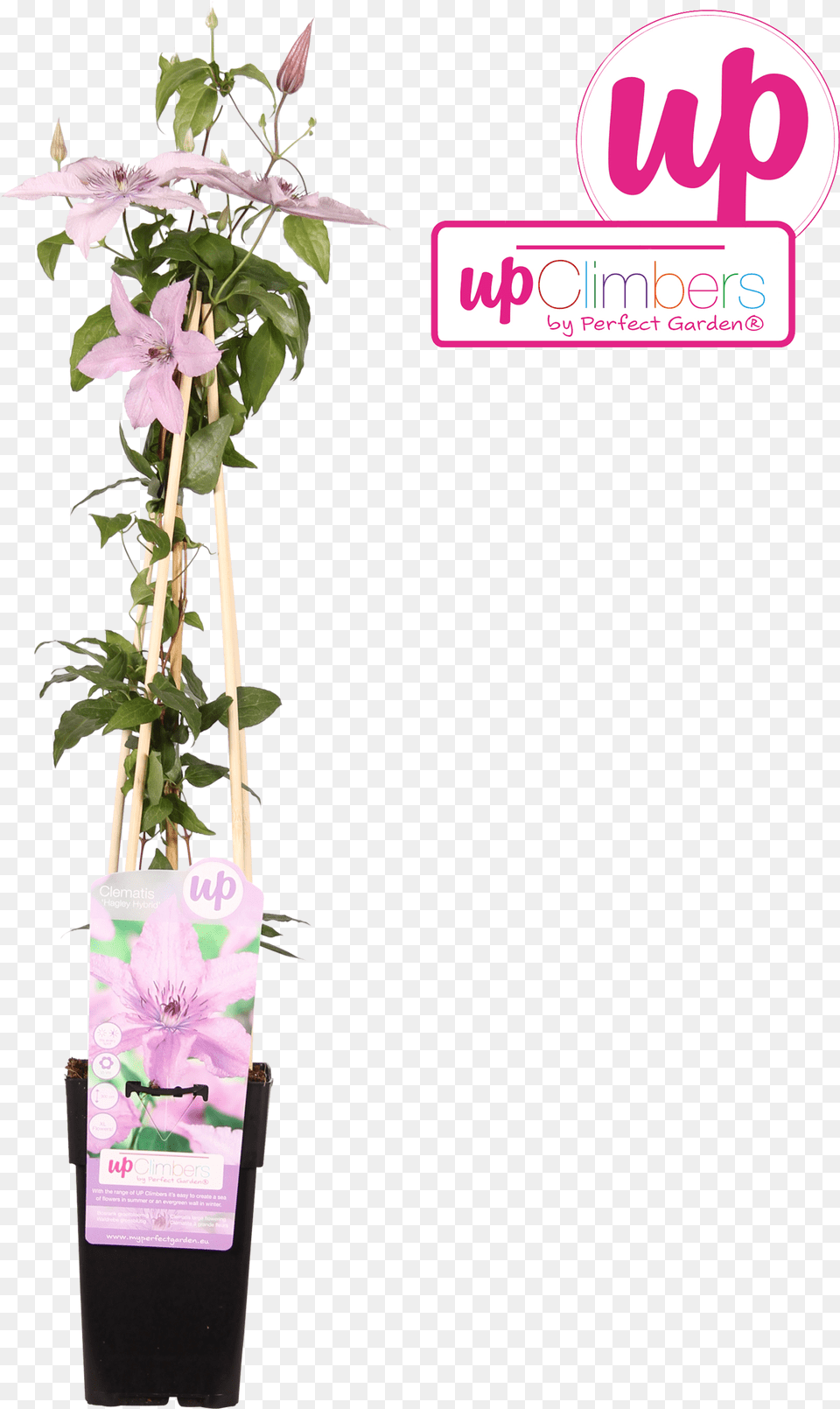 Full Size Image Dendrobium, Flower, Flower Arrangement, Ikebana, Plant Free Png