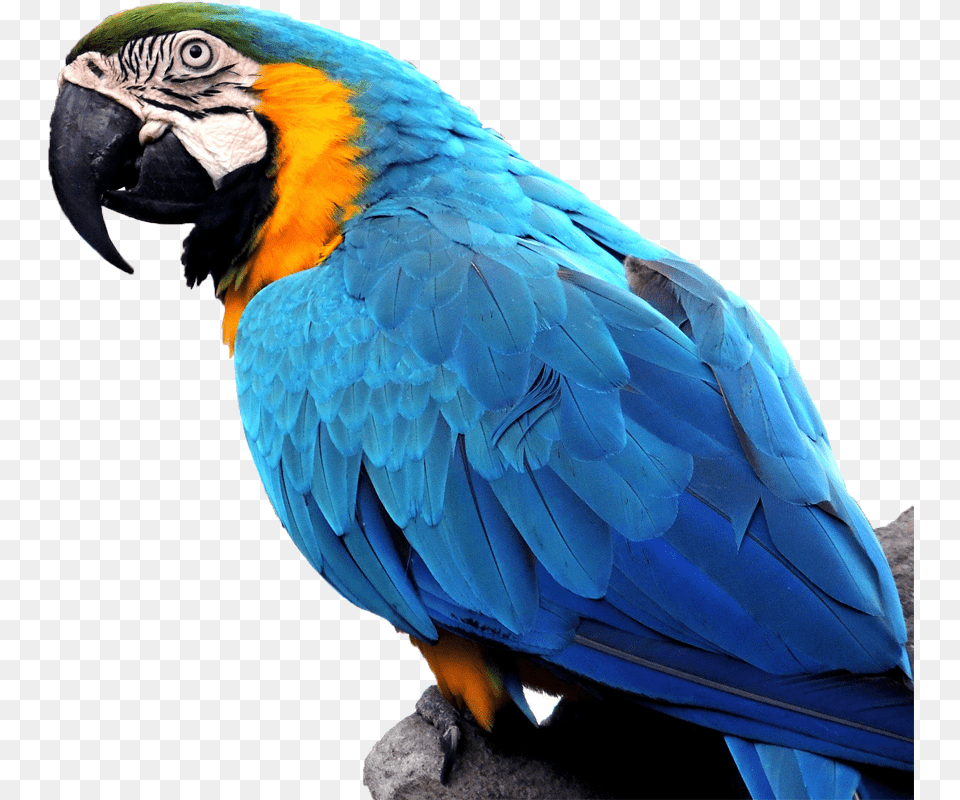 Full Size Image Exotic Birds, Animal, Bird, Macaw, Parrot Png