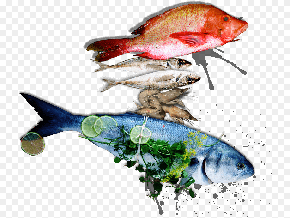 Full Size Image Fish, Animal, Sea Life Free Png