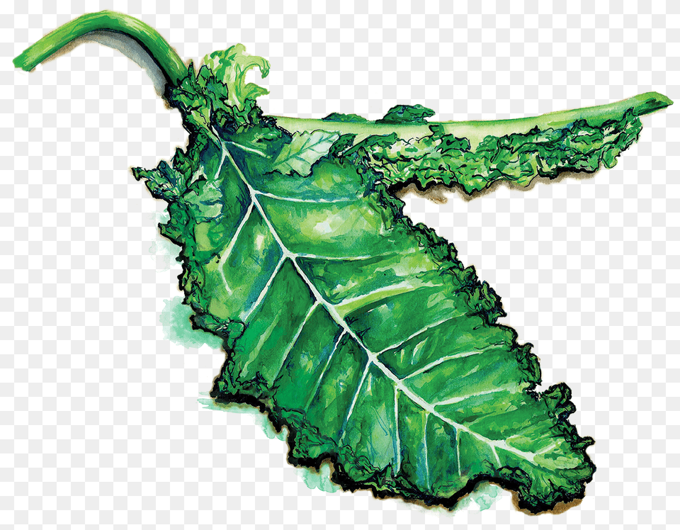 Full Size Kale, Leaf, Plant, Leafy Green Vegetable, Vegetable Png Image