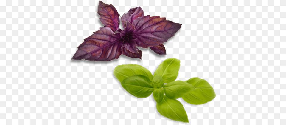 Full Size Image Verbena, Herbal, Herbs, Leaf, Plant Free Transparent Png