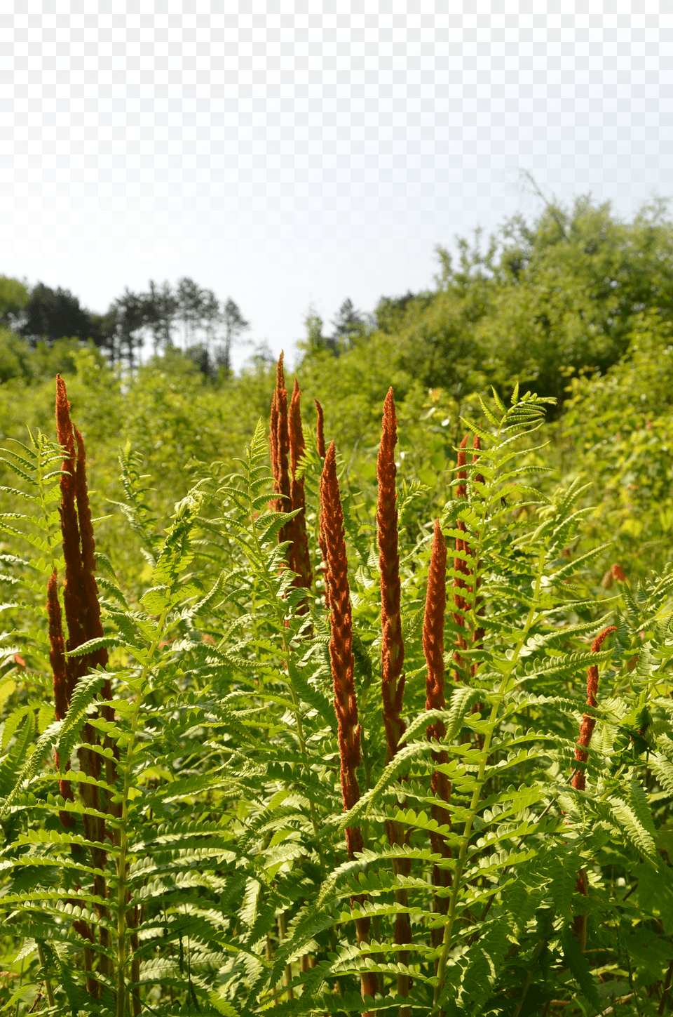 Full Size Is 1632 2464 Pixels Fern Png