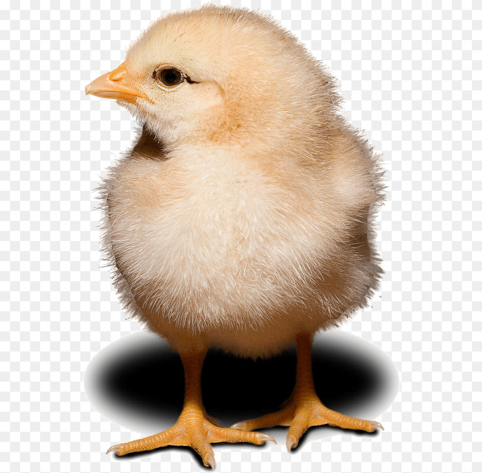 Full Size Is 696 972 Pixels, Animal, Bird, Chicken, Fowl Free Transparent Png