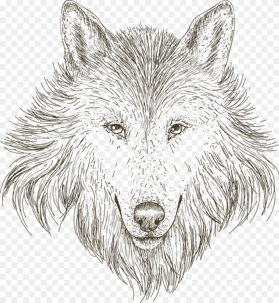 Full Size Of Really Easy Wolf Drawings Of A To Draw Drawing Of Wolf Transparent, Art, Person, Animal, Mammal Free Png Download