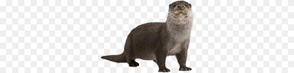 Full Size Otter Otter Facts For Kids, Animal, Mammal, Wildlife, Rat Free Transparent Png