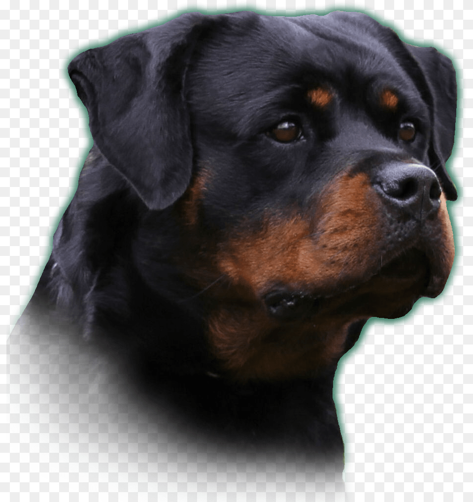 Full Size Rottweiler, Animal, Canine, Dog, Mammal Free Transparent Png