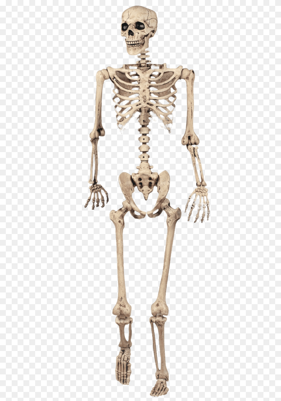 Full Skeleton Model, Person, Adult, Male, Man Free Transparent Png