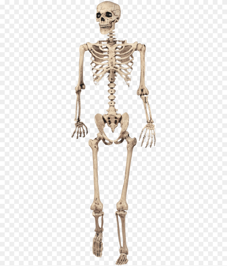 Full Skeleton Model Grade 5 Skeletal System, Person, Face, Head Free Png Download