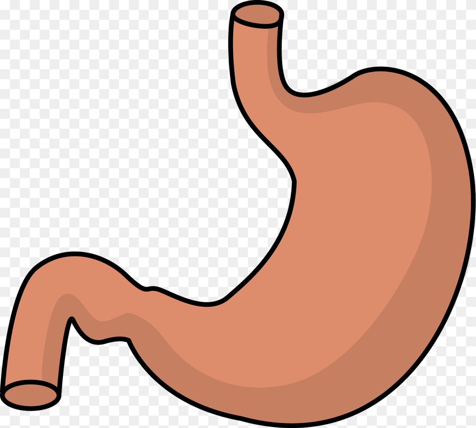 Full Stomach Cliparts Clip Art, Body Part Free Png Download