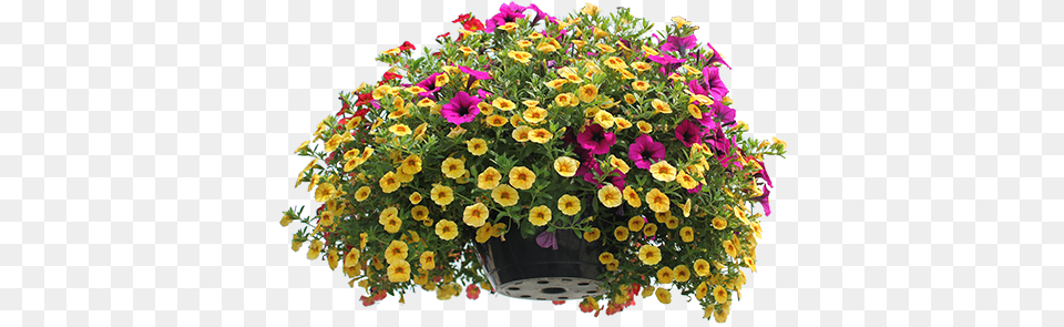 Full Sun Hanging Baskets Patio Containers Amp Window Plants Top View, Geranium, Potted Plant, Flower, Flower Arrangement Free Png